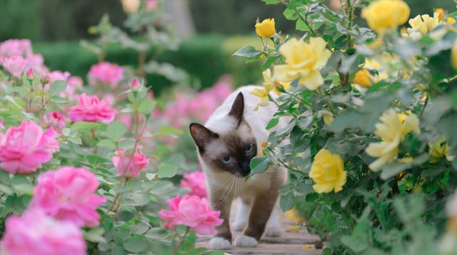 土猫和宠物猫寿命一般多少年(最忠诚的猫前四名是谁)