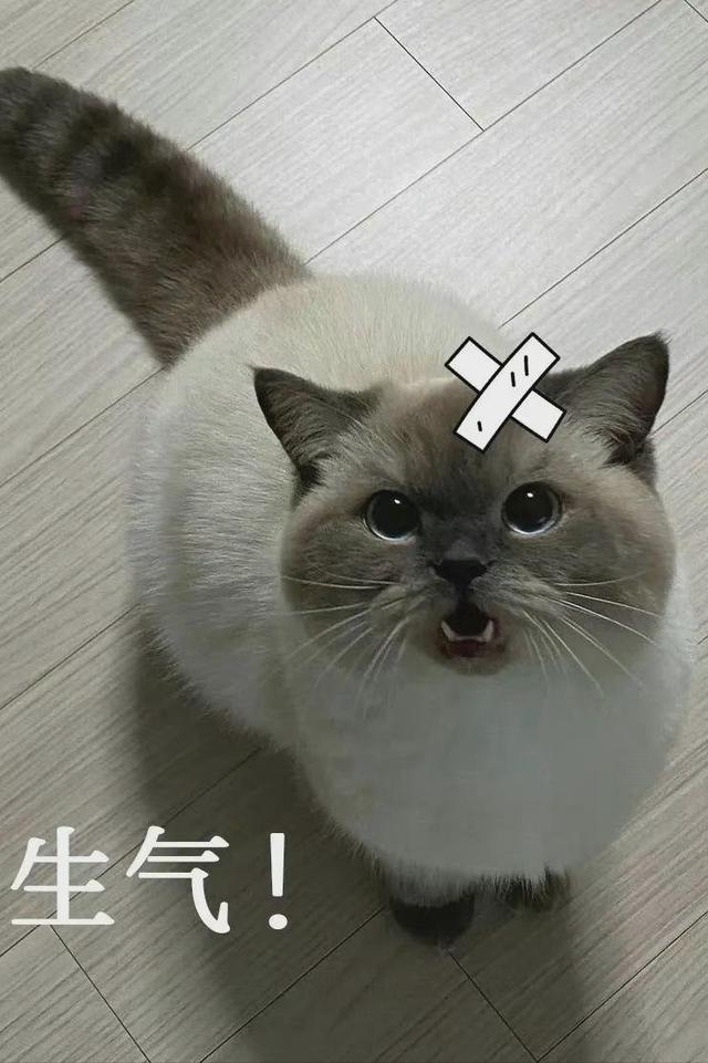 美英短三花猫是什么品种（长毛奶牛猫的性格特点是什么）