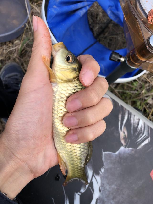 夏季多少气压适合钓鱼(钓鱼的方法与技巧)