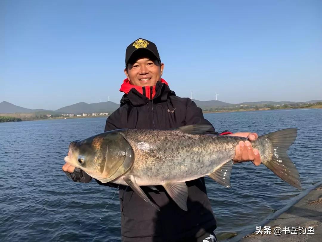 鲢鳙喜欢什么味道饵料,加什么味道小药