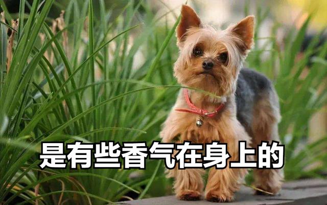 蝴蝶犬价格多少钱一只（体味最轻的狗狗排行榜）