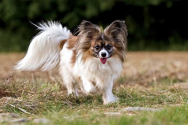 蝴蝶犬图片价格多少（小型犬品种大全 家养）