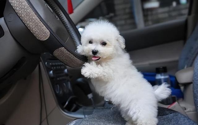 蝴蝶犬图片价格多少（小型犬品种大全 家养）