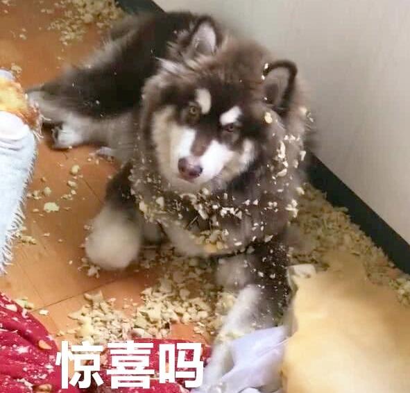 阿拉斯加犬好养吗?优缺点有哪些（阿拉斯加到底有多难养）