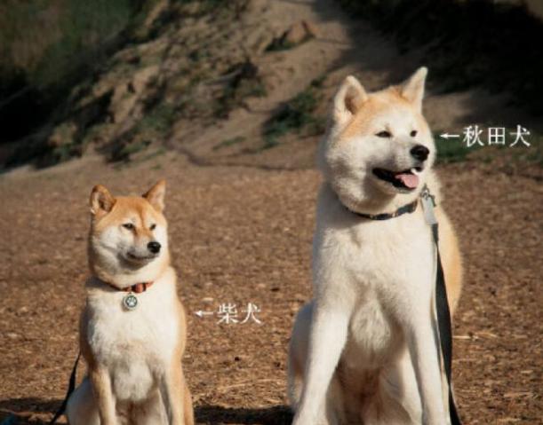 大白熊犬为什么被禁养（这几种狗切勿带回家养）