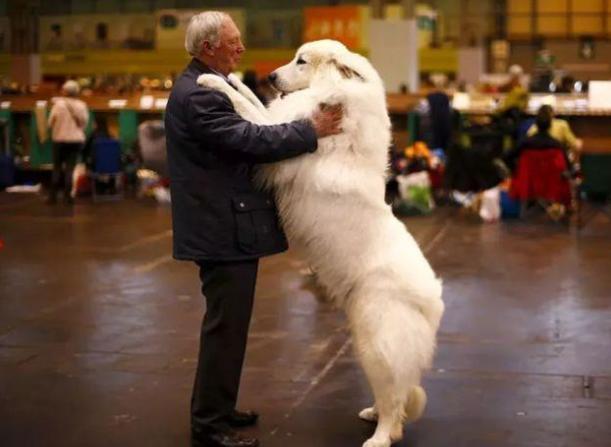 大白熊犬为什么被禁养（这几种狗切勿带回家养）