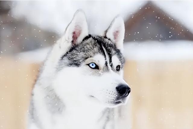 女生为什么不能养萨摩耶犬（怎样劝别人放弃养狗）