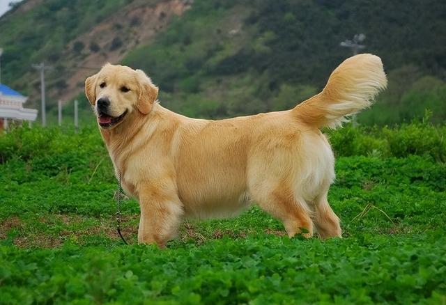 女生为什么不能养萨摩耶犬（怎样劝别人放弃养狗）