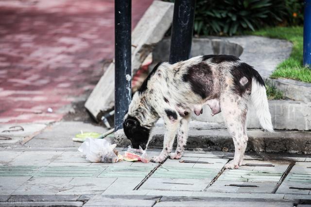 茶杯犬多少钱一只白色最便宜（为什么茶杯犬这么贵）