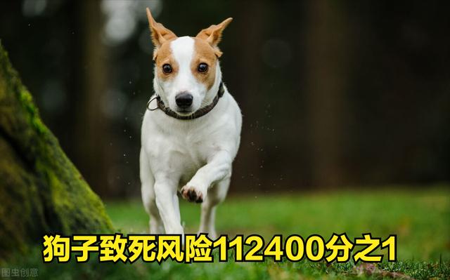 如何预防狂犬病的发生（家狗携带狂犬病毒的几率高吗）