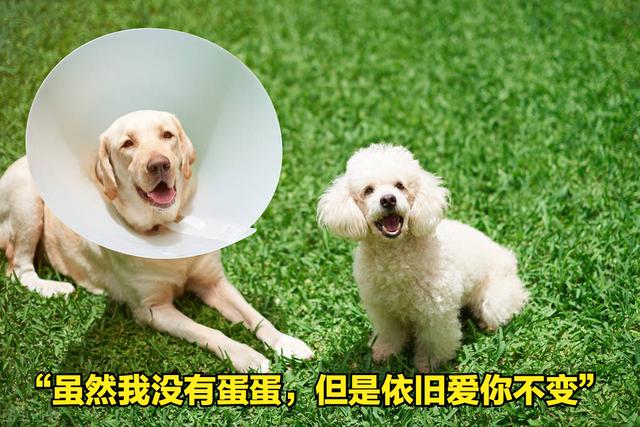 如何预防狂犬病的发生（家狗携带狂犬病毒的几率高吗）