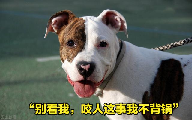 如何预防狂犬病的发生（家狗携带狂犬病毒的几率高吗）