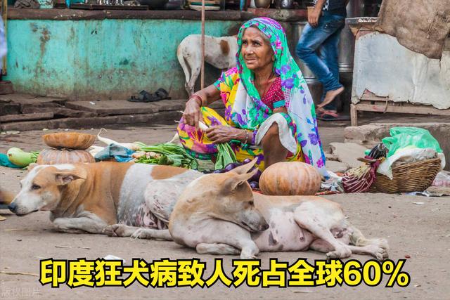 如何预防狂犬病的发生（家狗携带狂犬病毒的几率高吗）