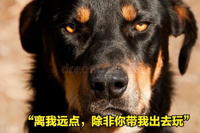 如何预防狂犬病的发生（家狗携带狂犬病毒的几率高吗）