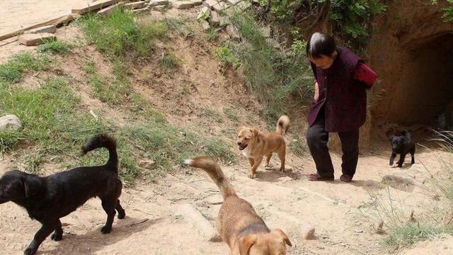 土狗的寿命有多长呢?能活几年呢?(鸡不过五年,狗不过八年什么意思)