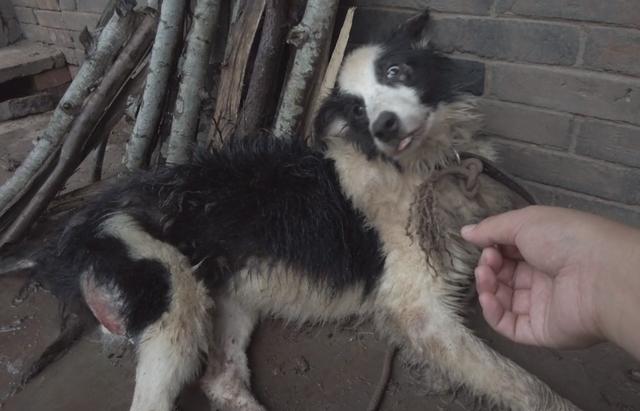 流浪的小体博美犬好养吗(遇到流浪狗的说说心情)