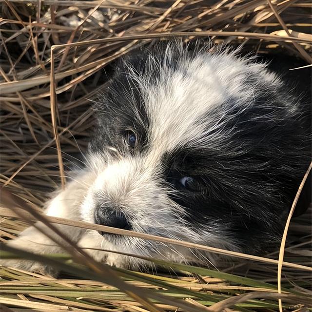 流浪的小体博美犬好养吗(遇到流浪狗的说说心情)