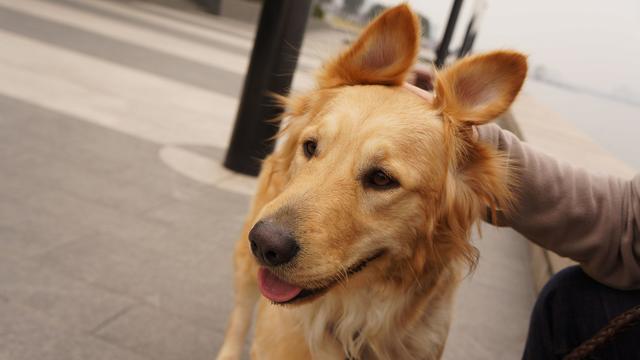 纯种金毛幼犬一般价格多少(养一只金毛每月开销大概多少)