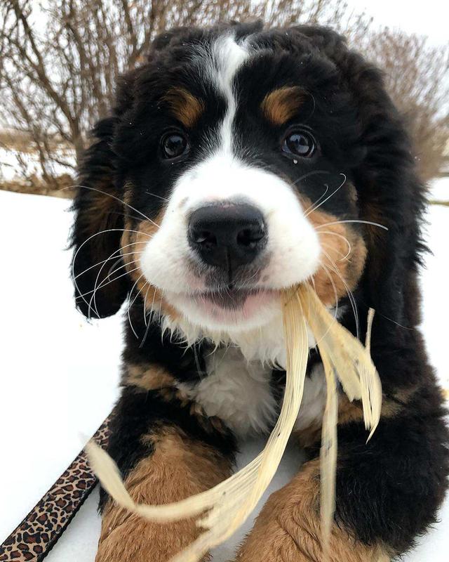 茶杯犬能活多久 吃什么(哪种狗寿命短一些)