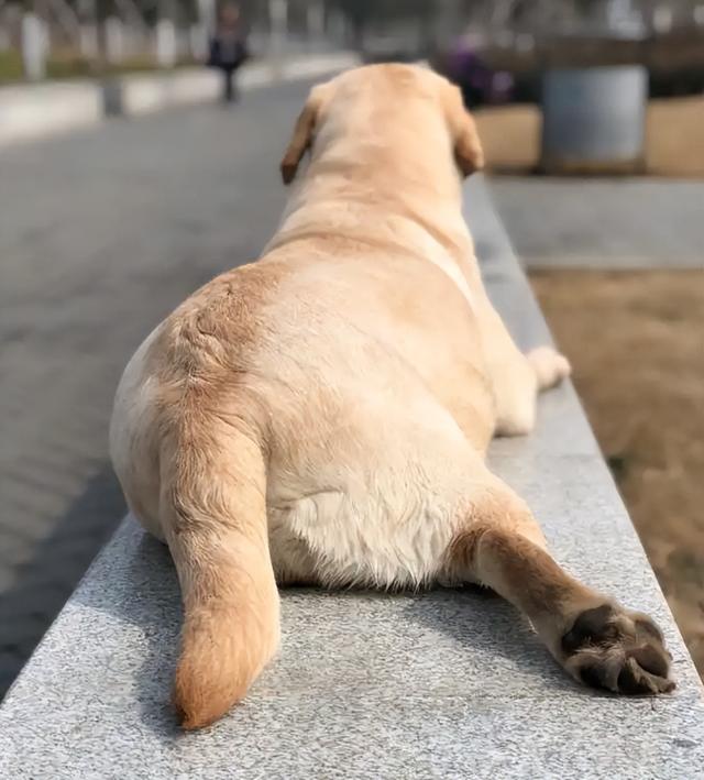 茶杯犬能活多久 吃什么(哪种狗寿命短一些)