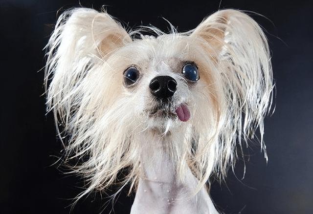 宠物狗打了狂犬疫苗咬到人有事吗要打针吗(狗打过疫苗了我被他咬伤要打吗要打针吗)