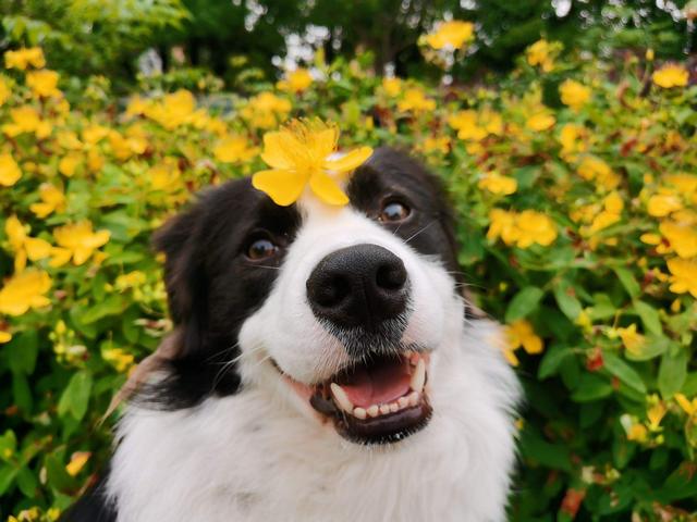 宠物狗打了狂犬疫苗咬到人有事吗要打针吗(狗打过疫苗了我被他咬伤要打吗要打针吗)