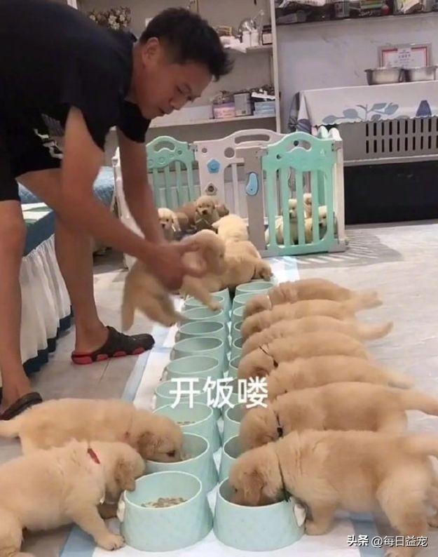 狗怀孕多少天生小狗正常图片(金毛犬一胎产下22只小狗怎么办啊)