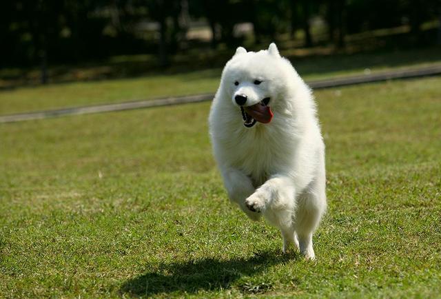 萨摩耶幼犬一般多少钱一只幼崽图片(萨摩耶为什么很少人养)