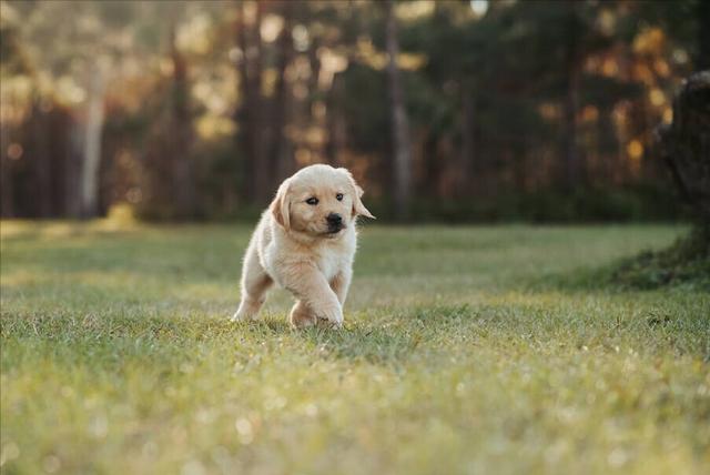 边牧是大型犬吗还是小型犬(金毛、边牧和德牧哪个最适合家养?)