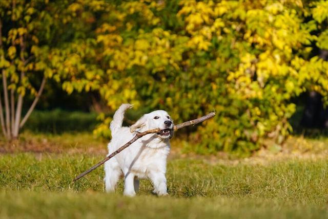 边牧是大型犬吗还是小型犬(金毛、边牧和德牧哪个最适合家养?)