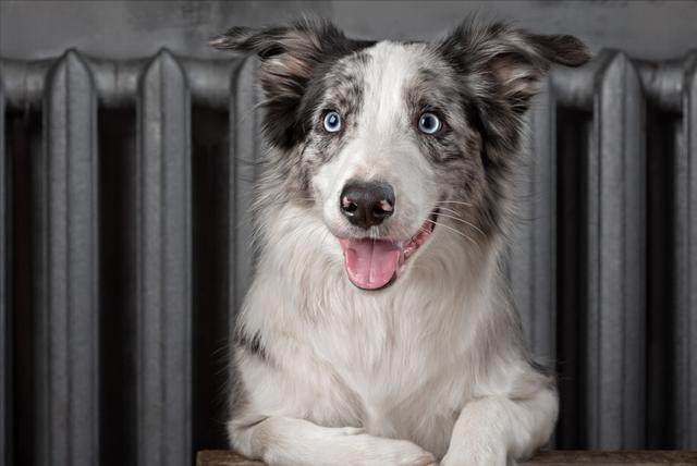 边牧是大型犬吗还是小型犬(金毛、边牧和德牧哪个最适合家养?)