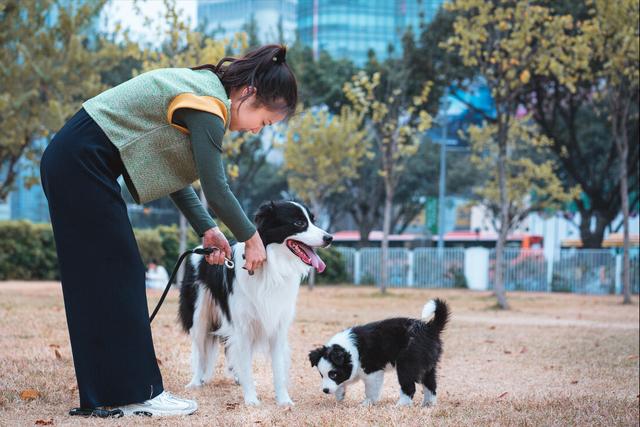 边牧是大型犬吗还是小型犬(金毛、边牧和德牧哪个最适合家养?)