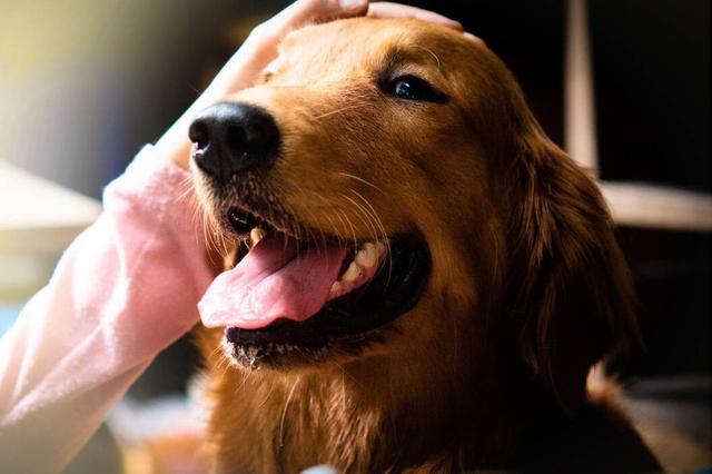 边牧是大型犬吗还是小型犬(金毛、边牧和德牧哪个最适合家养?)