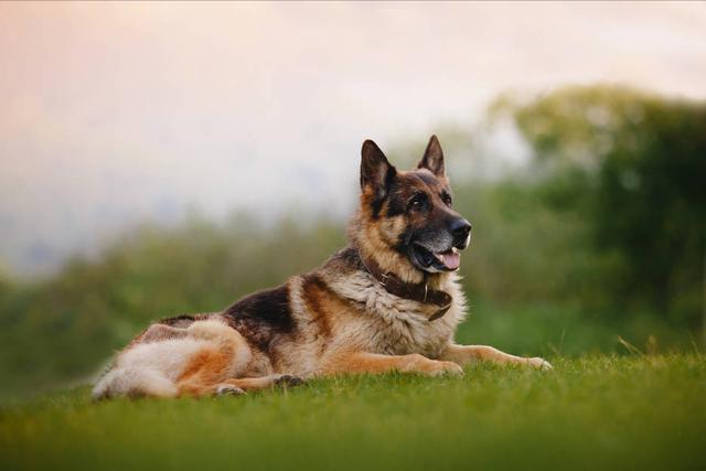 边牧是大型犬吗还是小型犬(金毛、边牧和德牧哪个最适合家养?)