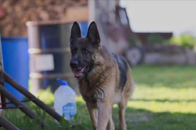 边牧是大型犬吗还是小型犬(金毛、边牧和德牧哪个最适合家养?)