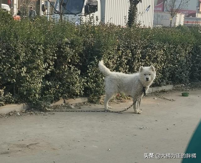 萨摩耶幼犬多少钱一只幼崽可以养(狗贩子从乡下买回一只萨摩耶要多少钱)