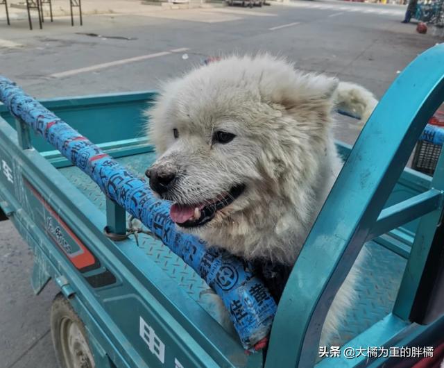 萨摩耶幼犬多少钱一只幼崽可以养(狗贩子从乡下买回一只萨摩耶要多少钱)