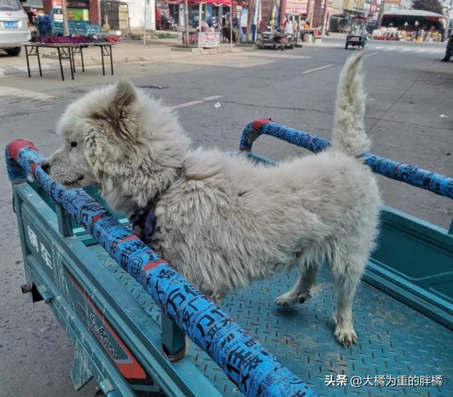 萨摩耶幼犬多少钱一只幼崽可以养(狗贩子从乡下买回一只萨摩耶要多少钱)