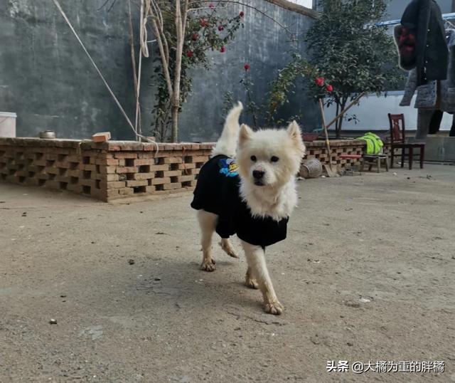 萨摩耶幼犬多少钱一只幼崽可以养(狗贩子从乡下买回一只萨摩耶要多少钱)