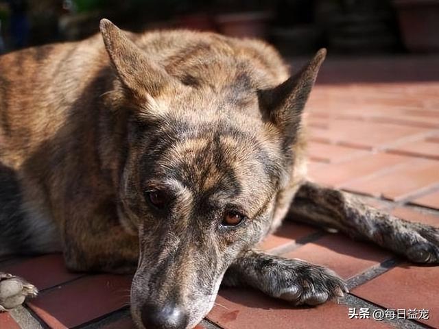 农村土狗多少钱一只幼崽(花200买的土狗，宠物医生想1W购买)