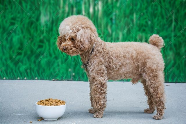 狗狗吐白色泡沫是怎么回事该怎么办（泰迪犬吐白沫什么原因引起的）