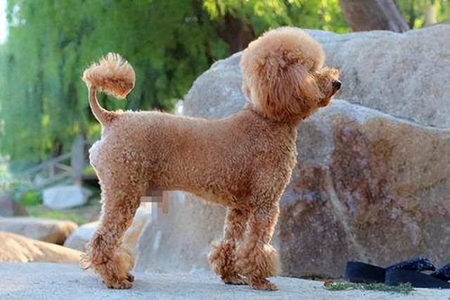 黑色泰迪多少钱一只幼犬图片（纯种泰迪和串串泰迪有什么区别图片）