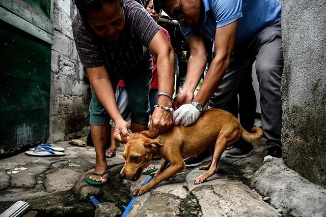 狂犬病狗的症状有哪些（狂犬病的主要表现是什么症状）