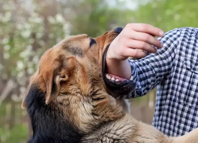 狂犬病狗的症状有哪些（狂犬病的主要表现是什么症状）