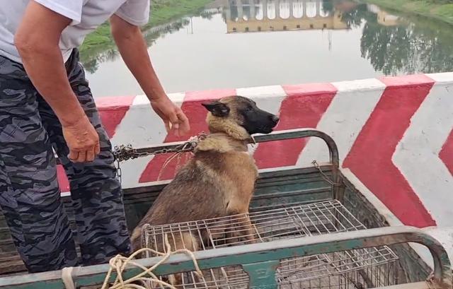 马犬价格多少钱一只幼犬（狗市几百块的马犬能买吗多少钱）