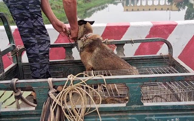 马犬价格多少钱一只幼犬（狗市几百块的马犬能买吗多少钱）