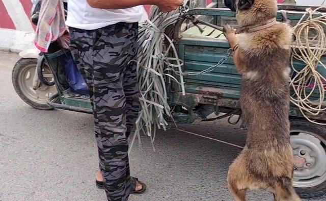 马犬价格多少钱一只幼犬（狗市几百块的马犬能买吗多少钱）