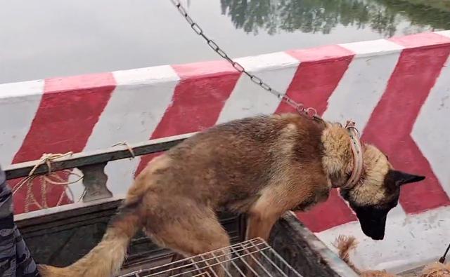 马犬价格多少钱一只幼犬（狗市几百块的马犬能买吗多少钱）