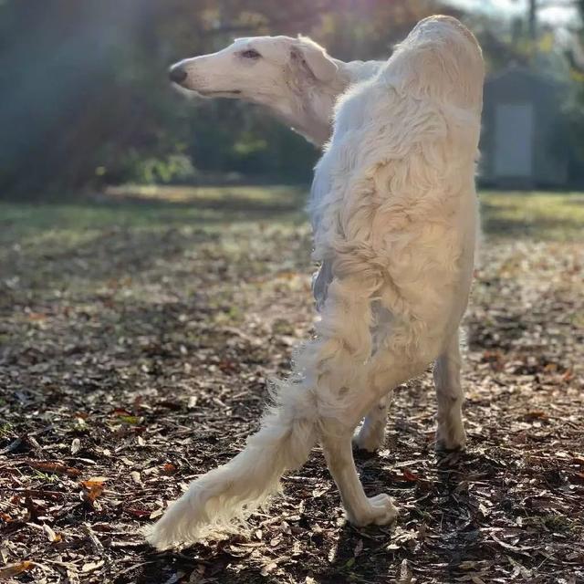 苏俄猎狼犬中国可以养吗（苏俄猎狼犬介绍资料大全）