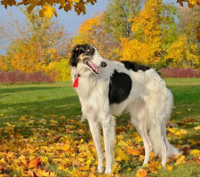 苏俄猎狼犬中国可以养吗（苏俄猎狼犬介绍资料大全）